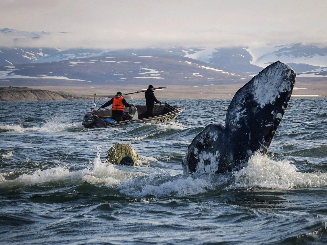 Фото: Сельхоз Чукотки